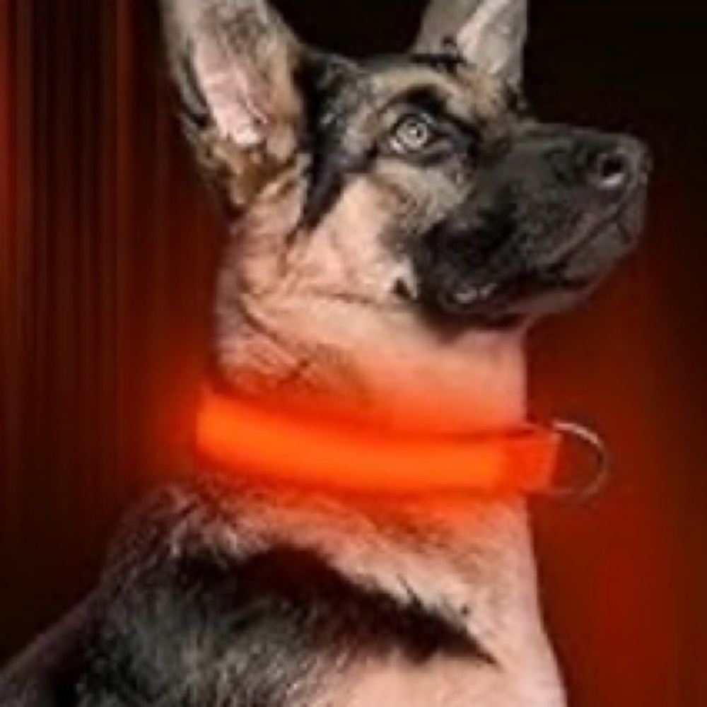 LED light up adjustable glow in the dark dog collar red size medium